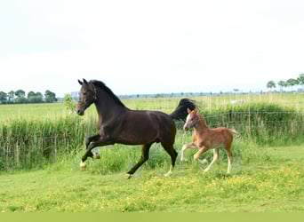 KWPN, Stute, 11 Jahre, 167 cm, Dunkelbrauner
