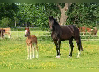 KWPN, Stute, 11 Jahre, 167 cm, Dunkelbrauner
