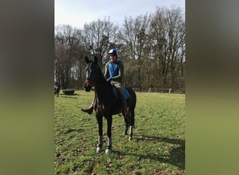 KWPN, Stute, 11 Jahre, 167 cm, Dunkelbrauner