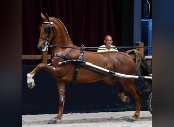 KWPN, Stute, 11 Jahre, 167 cm, Dunkelfuchs