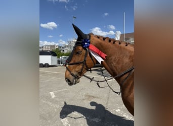 KWPN, Stute, 11 Jahre, 167 cm, Fuchs