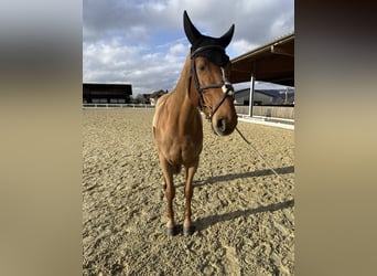 KWPN, Stute, 11 Jahre, 167 cm, Fuchs