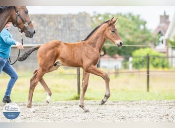 KWPN, Stute, 11 Jahre, 169 cm, Brauner