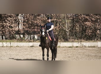 KWPN, Stute, 11 Jahre, 170 cm, Brauner