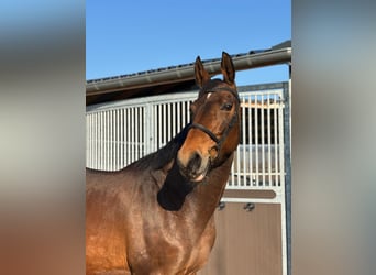 KWPN, Stute, 11 Jahre, 170 cm, Brauner