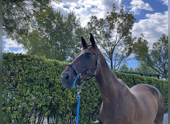 KWPN, Stute, 11 Jahre, 170 cm, Dunkelbrauner
