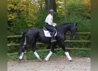 KWPN, Stute, 11 Jahre, 170 cm