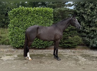 KWPN, Stute, 11 Jahre, 170 cm, Rappe