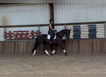 KWPN, Stute, 11 Jahre, 170 cm, Rappe
