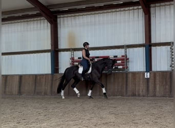KWPN, Stute, 11 Jahre, 170 cm, Rappe