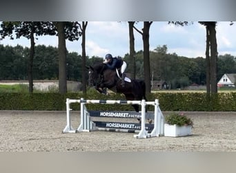KWPN, Stute, 11 Jahre, 171 cm, Dunkelbrauner
