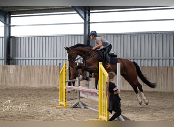 KWPN, Stute, 11 Jahre, 172 cm, Brauner