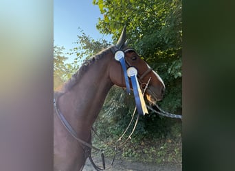 KWPN, Stute, 11 Jahre, 172 cm, Brauner