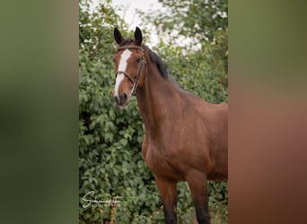KWPN, Stute, 11 Jahre, 172 cm, Brauner