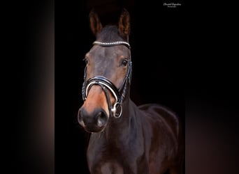 KWPN, Stute, 11 Jahre, 172 cm, Dunkelbrauner
