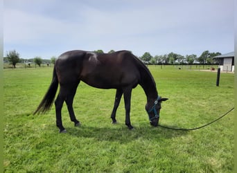 KWPN, Stute, 11 Jahre, 172 cm, Schwarzbrauner