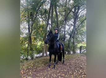 KWPN, Stute, 11 Jahre, 172 cm, Schwarzbrauner