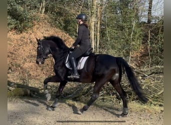 KWPN, Stute, 11 Jahre, 172 cm, Schwarzbrauner