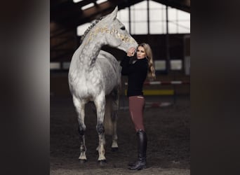 KWPN, Stute, 11 Jahre, 173 cm, Schimmel