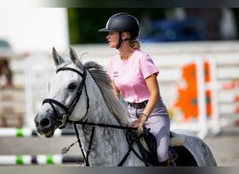 KWPN, Stute, 11 Jahre, 173 cm, Schimmel