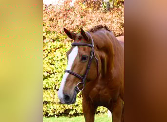 KWPN, Stute, 11 Jahre, 174 cm, Fuchs