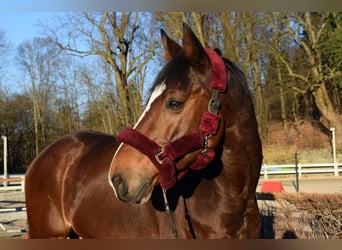 KWPN, Stute, 11 Jahre, 175 cm, Brauner