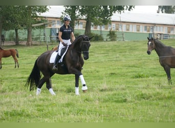 KWPN, Stute, 11 Jahre, 175 cm, Rappe