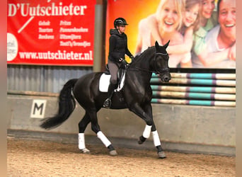 KWPN, Stute, 11 Jahre, 178 cm, Rappe