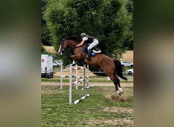 KWPN, Stute, 11 Jahre, 179 cm, Brauner