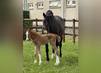 KWPN, Stute, 11 Jahre, Brauner