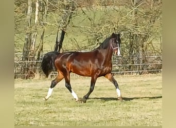 KWPN, Stute, 12 Jahre, 155 cm, Brauner