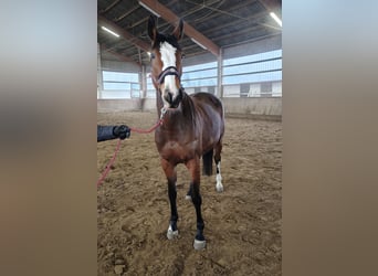 KWPN, Stute, 12 Jahre, 158 cm, Brauner