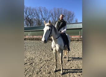KWPN, Stute, 12 Jahre, 160 cm, Schimmel