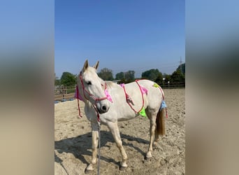 KWPN, Stute, 12 Jahre, 160 cm, Schimmel