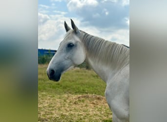KWPN, Stute, 12 Jahre, 160 cm, Schimmel