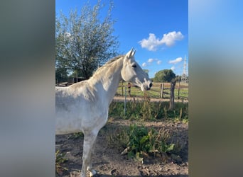 KWPN, Stute, 12 Jahre, 160 cm, Schimmel