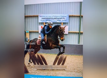 KWPN, Stute, 12 Jahre, 164 cm, Dunkelbrauner