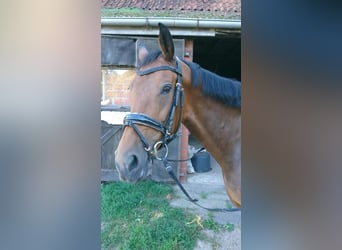 KWPN, Stute, 12 Jahre, 165 cm, Brauner