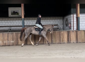 KWPN, Stute, 12 Jahre, 165 cm, Dunkelfuchs