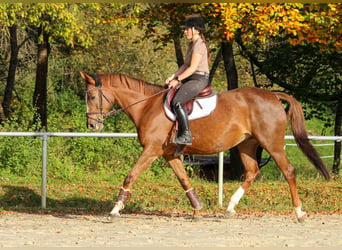 KWPN, Stute, 12 Jahre, 165 cm, Fuchs