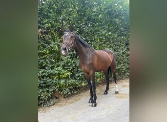 KWPN, Stute, 12 Jahre, 166 cm, Brauner