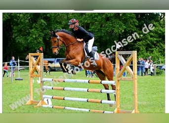 KWPN, Stute, 12 Jahre, 166 cm, Brauner