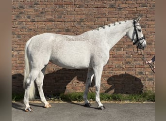 KWPN, Stute, 12 Jahre, 166 cm, Fliegenschimmel
