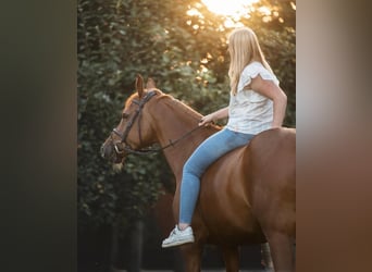 KWPN, Stute, 12 Jahre, 166 cm, Fuchs