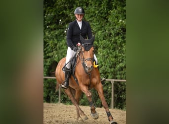 KWPN, Stute, 12 Jahre, 166 cm, Fuchs