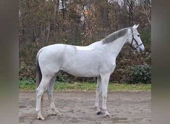 KWPN, Stute, 12 Jahre, 166 cm, Schimmel