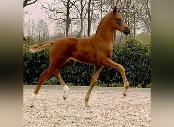 KWPN, Stute, 12 Jahre, 167 cm, Fuchs