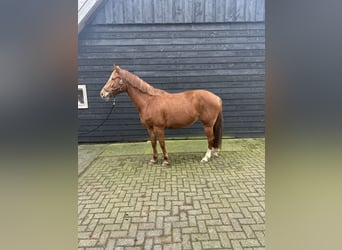 KWPN Mix, Stute, 12 Jahre, 167 cm, Fuchs