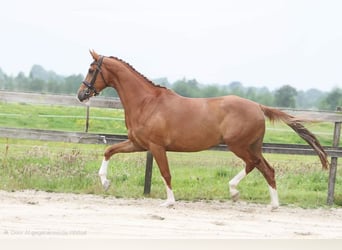 KWPN, Stute, 12 Jahre, 167 cm, Fuchs