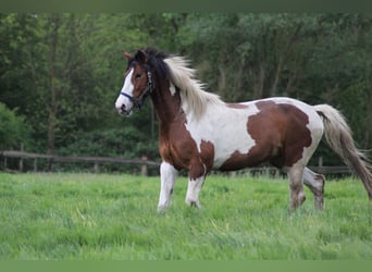 KWPN, Stute, 12 Jahre, 167 cm, Schecke